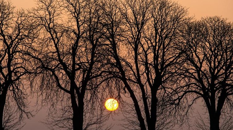 Die Morgensonne scheint hinter einer Baumreihe. Foto: Patrick Pleul/dpa-Zentralbild/dpa/Archivbild