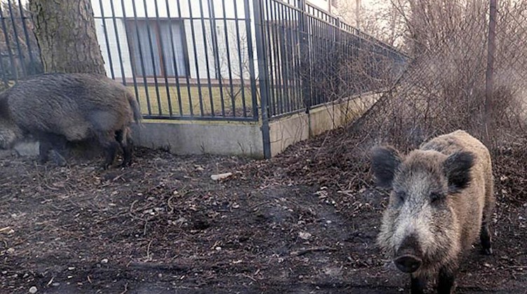 Wildschweine streifen am Stadtrand von Warschau an Häusern herum. Foto: Czarek Sokolowski/AP/dpa/Archivbild