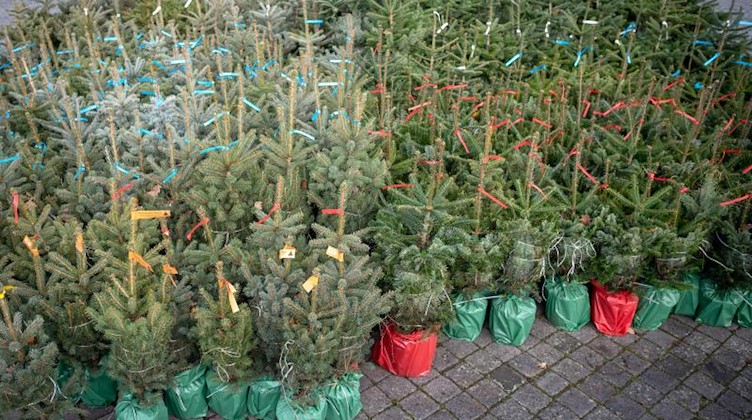 Weihnachtsbäume wurden mit farbigen Zetteln markiert. Foto: Sina Schuldt/dpa
