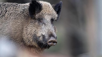 Ein Wildschwein steht auf einem Plateau im Wald. Foto: Lino Mirgeler/Archiv