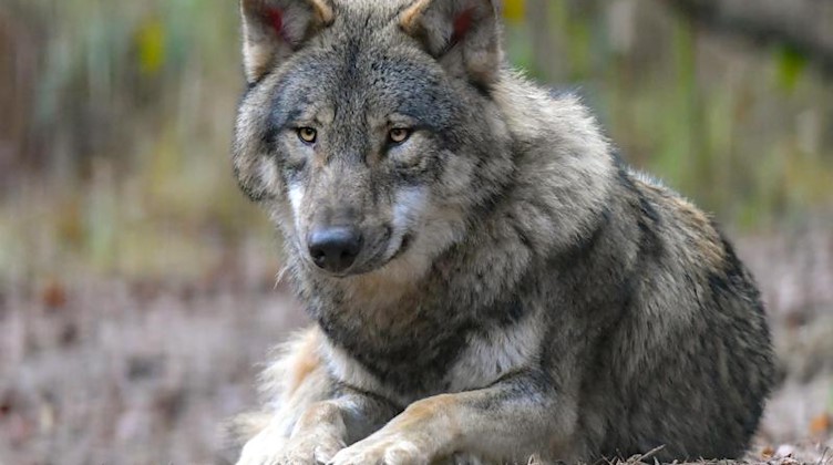 Ein Wolf liegt auf Waldboden. Foto: Patrick Pleul/ZB/dpa/Archivbild