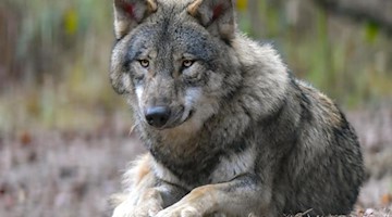 Ein Wolf liegt auf Waldboden. Foto: Patrick Pleul/ZB/dpa/Archivbild