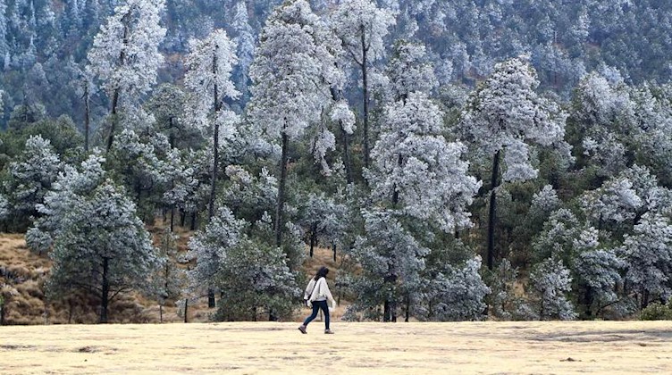 Mit Reif bedeckte Bäumen bei bis zu Minus zwei Grad. Foto: Alejandro Acosta/El Universal via ZUMA Wire/dpa/Archivbild