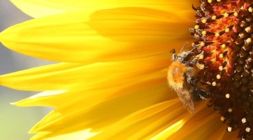Eine Hummel sitzt auf der Blüte einer Sonnenblume. Foto: Wolfgang Kumm/dpa/Archiv