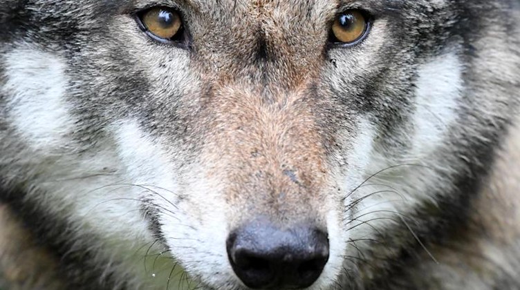 Ein Wolf in einem Gehege. Foto: Carsten Rehder/dpa/Symbolbild