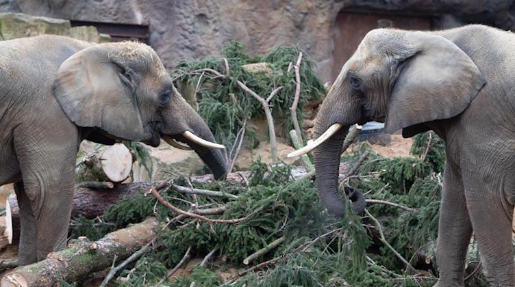 Elefanten fressen in ihrem Gehege die Äste einer Fichte. Foto: Sebastian Kahnert/zb/dpa