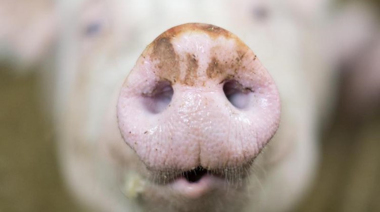 Die Nase einer Sau auf einem Bauernhof. Foto: Friso Gentsch/dpa/Archivbild