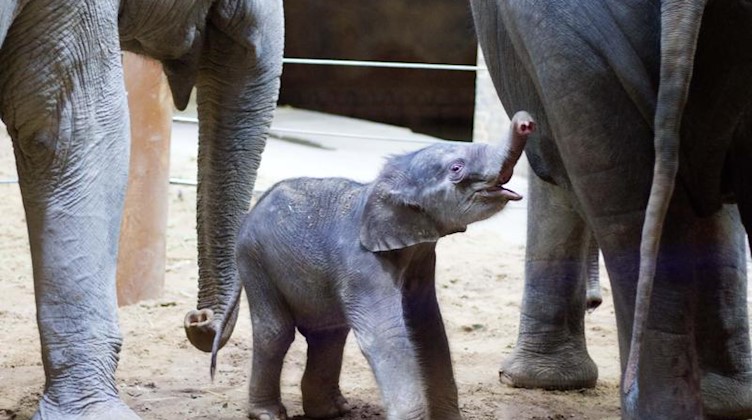 Der kleine Bulle steht zwischen anderen Elefanten. Foto: Zoo Leipzig/dpa