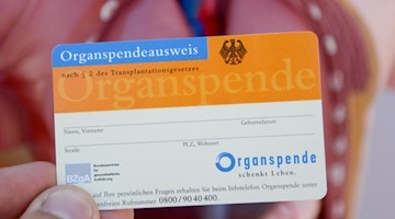 Ein Organspendeausweis, aufgenommen vor dem Modell eines menschlichen Torsos. Foto: Daniel Maurer/dpa/Archivbild