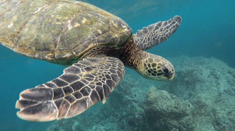 Schildkröte im Meer . pixabay / Pexels