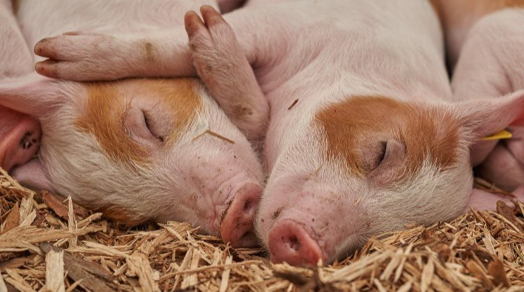Symbolbild Schweinchen auf dem Bauernhof / pixabay - RoyBuri