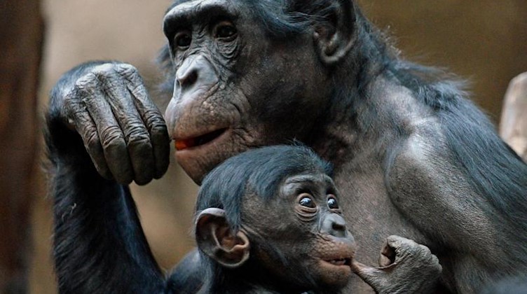 Bonobo-Affen im Leipziger Zoo. Foto: Hendrik Schmidt/dpa-Zentralbild/dpa/Archivbild