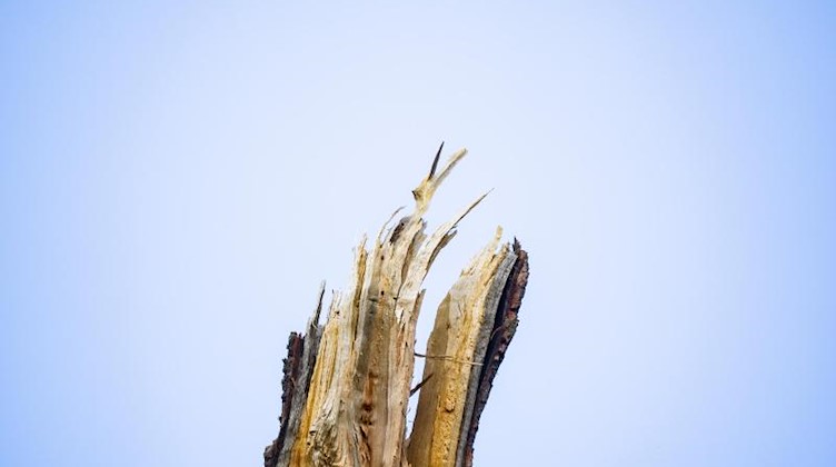 Ein abgeknickter Baumstumpf ragt in den Himmel. Foto: Andreas Arnold/dpa