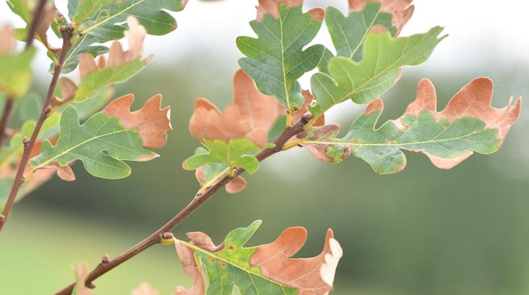Teils bräunlich gefärbte Blätter einer Eiche hängen an einem Ast. Foto: picture alliance/dpa/Archivbild
