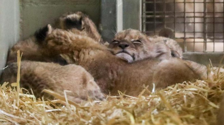 Die Löwenbabys liegen in ihrem Gehege. Foto: Jan Woitas/dpa-Zentralbild/dpa