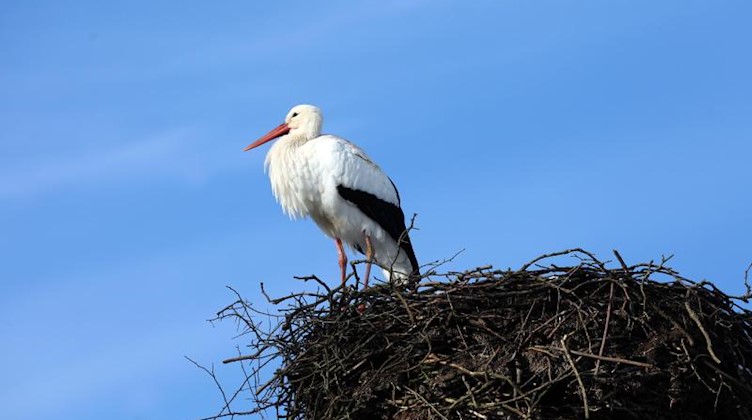 Ein Storch steht in seinem Nest. Foto: Bernd Wüstneck/zb/dpa/Archivbild