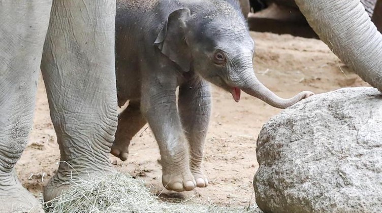 Der am 11. Januar geborene Elefantenbulle. Foto: Jan Woitas/dpa-Zentralbild/ZB/Archivbild