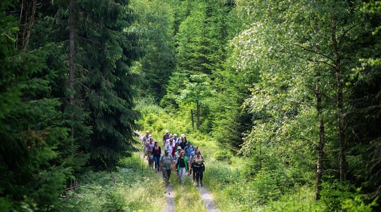 Eine Gruppe wandert auf dem Harzer Grenzweg das Grüne Band entlang. Foto: Klaus-Dietmar Gabbert/zb/dpa/Archiv