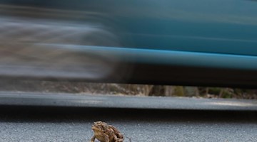 Ein Auto fährt an einer Erdkröte vorbei, die zwei männliche Tiere trägt. Foto: Klaus-Dietmar Gabbert/dpa-Zentralbild/ZB