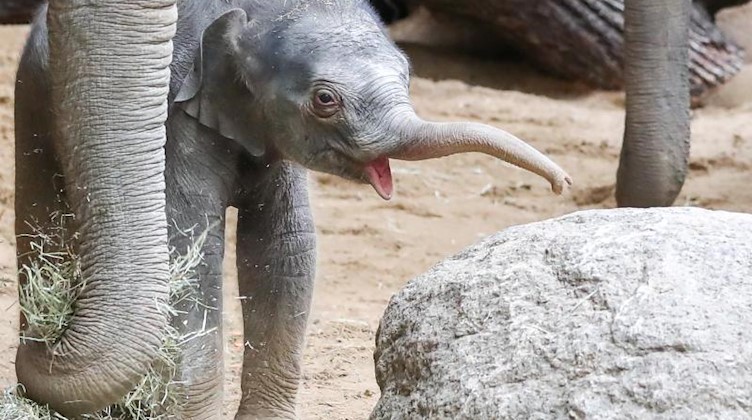 Der am 11. Januar geborene, noch namenlose Elefantenbulle im Zoo Leipzig. Foto: Jan Woitas/dpa-Zentralbild/ZB/Archivbild