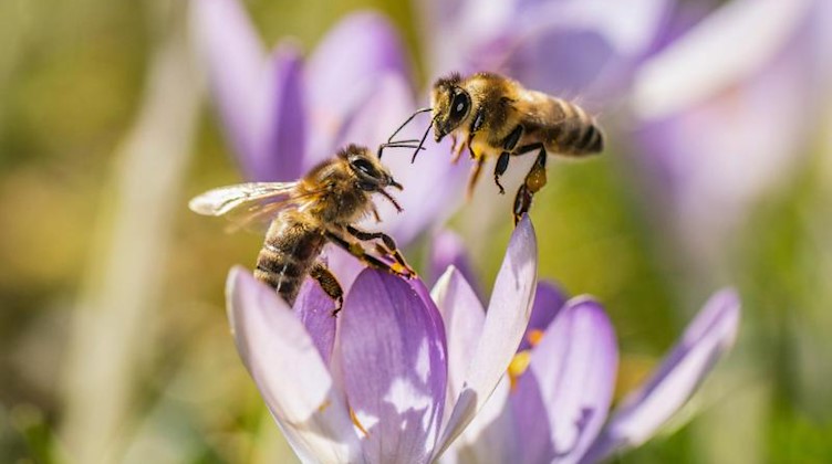 Zwei Bienen versuchen auf einer Wiese einen Platz in einer Krokusblüte zu finden. Foto: Frank Rumpenhorst/dpa/Archivbild