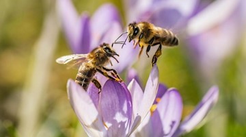 Zwei Bienen versuchen auf einer Wiese einen Platz in einer Krokusblüte zu finden. Foto: Frank Rumpenhorst/dpa/Archivbild