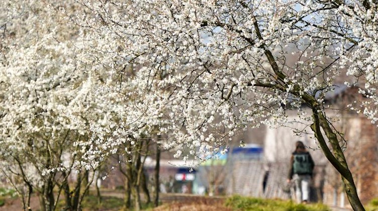Bäume der Wildpflaume (Mirabelle) blühen auf dem ehemaligen Gelände der Landesgartenschau. Foto: Peter Endig/dpa-Zentralbild/dpa