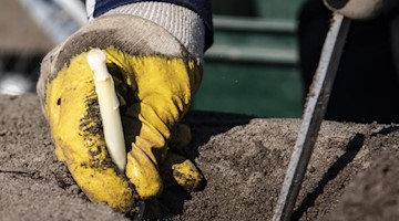 Ein Saisonarbeiter sticht auf einem Feld den ersten Spargel. Foto: Paul Zinken/dpa