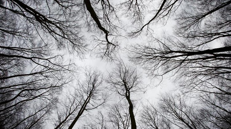 Blick hinau zu den Baumkronen eines Buchenwaldes. Foto: Patrick Pleul/dpa-Zentralbild/dpa/Symbolbild