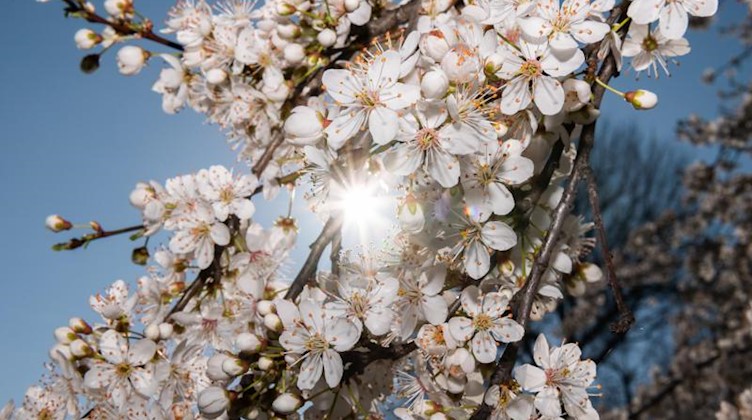 Die Sonne scheint durch die Blüten einer Zierkirsche am Elbufer. Foto: Robert Michael/dpa-Zentralbild/dpa