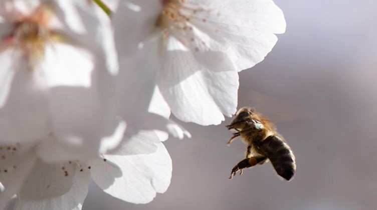 Eine Biene fliegt vor einer blühenden Zierkirsche. Foto: Sebastian Kahnert/dpa-Zentralbild/dpa