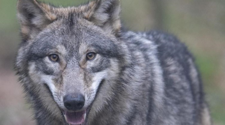 Ein Wolf. Foto: Boris Roessler/dpa