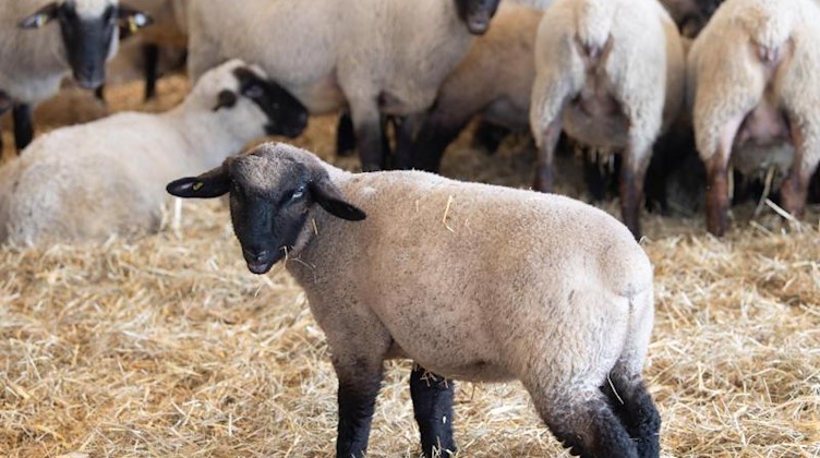 Lämmer und Schafe stehen in einem Stall. Foto: Sebastian Kahnert/dpa-Zentralbild/dpa/Archivbild