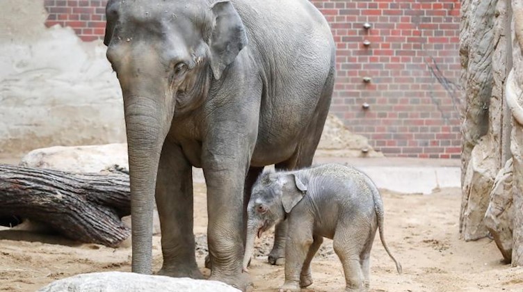 Die Elefantendame und der kleine Elefantenbulle stehen im Elefantenhaus im Zoo Leipzig. Foto: Jan Woitas/dpa-Zentralbild/dpa/Archivbild