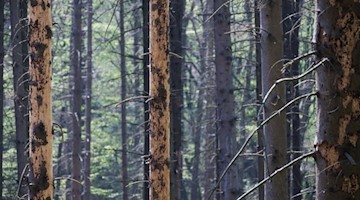 Abgestorbene Tannen mit typischen von Borkenkäfern verursachten Schäden der Rinde stehen in einem Wald. Foto: Henning Kaiser/dpa/Archivbild