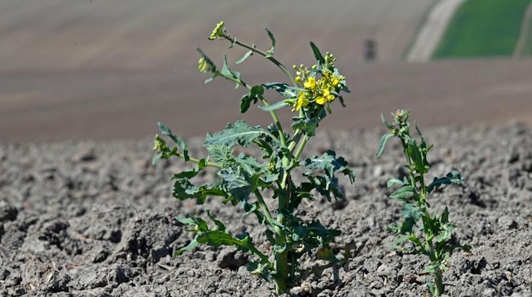 Eine Rapspflanze wächst aus dem trockenen Boden eines Feldes. Foto: Martin Schutt/dpa-Zentralbild/dpa/Symbolbild
