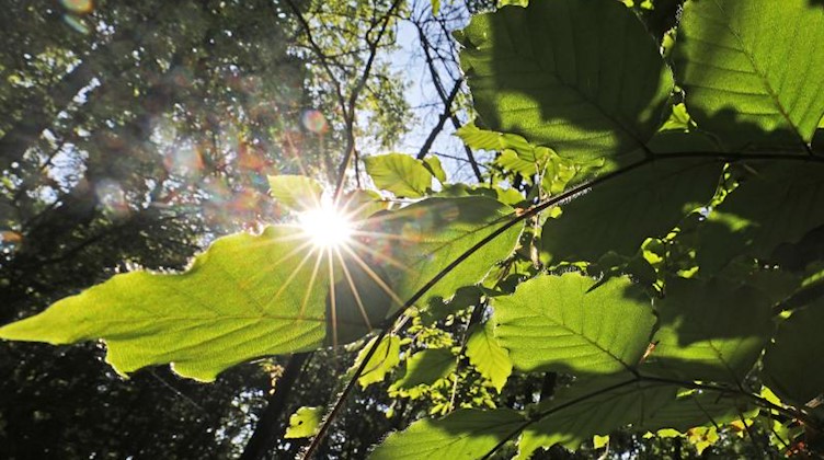 Sonnenstrahlen scheinen durch Blätter. Foto: Oliver Berg/dpa/Archivbild