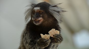 Symbolbild Krallenaffe / pixabay Claudenil