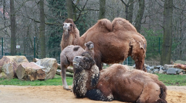 Jan Klösters / Tierpark Chemnitz