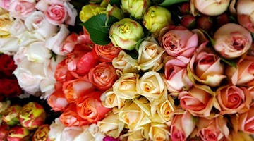 Rosen liegen zum Kauf in einem Schaugarten. Foto: Carolin Eckenfels/dpa/Symbolbild