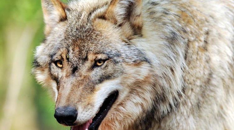 Ein Jungwolf streift durch einen Wald. Foto: picture alliance / Ingo Wagner/dpa/Symbolbild