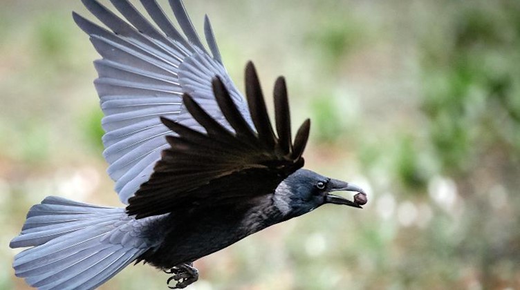 Eine Krähe mit Futter im Schnabel. Foto: Sina Schuldt/dpa/Symbolbild