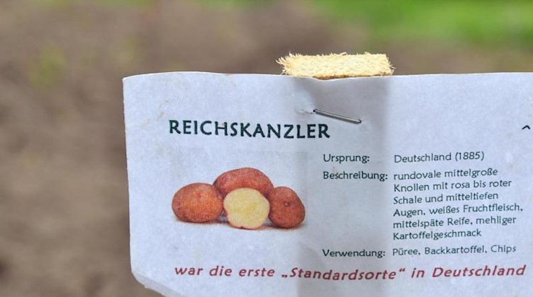 Ein Schild beschreibt die Kartoffelsorte «Reichskanzler» in einer Furche auf dem Ambross Gut in Wolkenstein. Foto: Hendrik Schmidt/dpa-Zentralbild/ZB