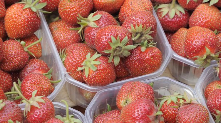 risch gepflückte Erdbeeren liegen zum Verkauf bereit. Foto: Bernd Settnik/dpa-Zentralbild/dpa/Archivbild