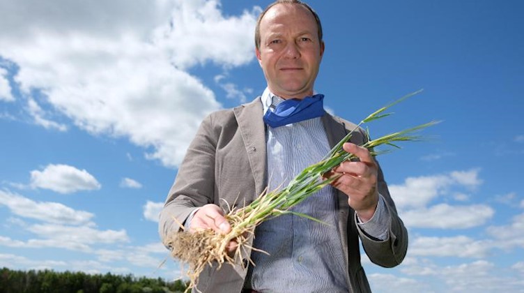 Wolfram Günther (Die Grünen), Sachsens Landwirtschaftsminister, steht auf einem Feld und hält eine Wintergerstenpflanze in den Händen. Foto: Sebastian Willnow/dpa-Zentralbild/dpa/Archivbild