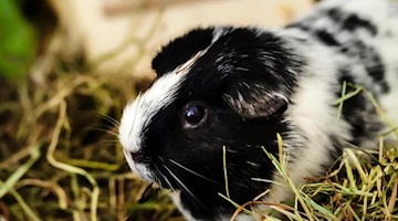 Ein Meerschweinchen ist in seinem Gehege zu sehen. Foto: Privat/privat/dpa/Symbolbild