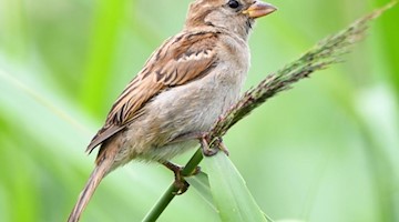 Ein weiblicher Haussperling (Passer domesticus), volkstümlich als Spatz bekannt, sitzt auf einem Grashalm. Foto: Nicolas Armer/dpa/Archivbild