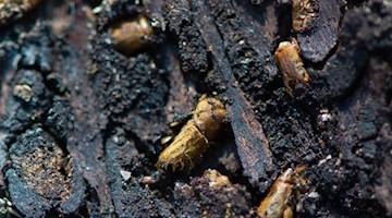 Borkenkäfer sind in der Rinde einer Fichte zu sehen. Foto: Swen Pförtner/dpa/Archivbild