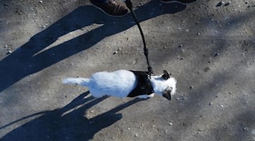 Ein Spaziergänger geht mit seinem Hund spazieren. Foto: Felix Hörhager/dpa/Archivbild