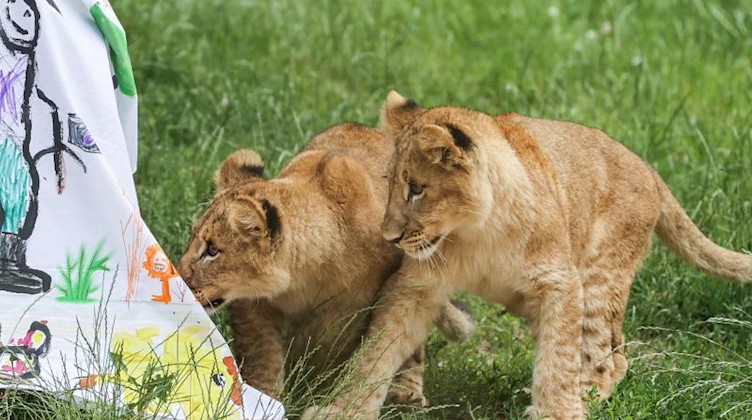 Zwei der drei knapp sechs Monate alten kleinen Löwen, Elsa (l) und Hanna, ziehen ein Tuch weg. Foto: Jan Woitas/dpa-Zentralbild/dpa